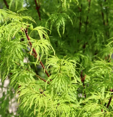 Acer palmatum Dissectum 'Seiryu'