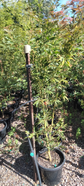Acer palmatum Elegans