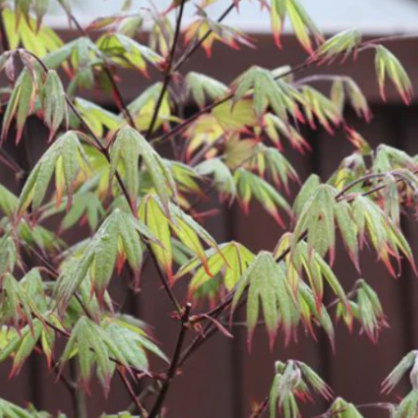Acer palmatum Emerald Sunset