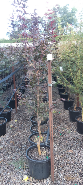 the plant broker
