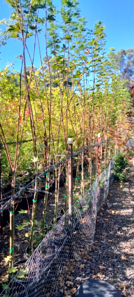 Acer palmatum Herbstfeuer