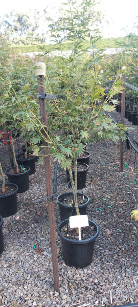 Acer palmatum Ichigyoji