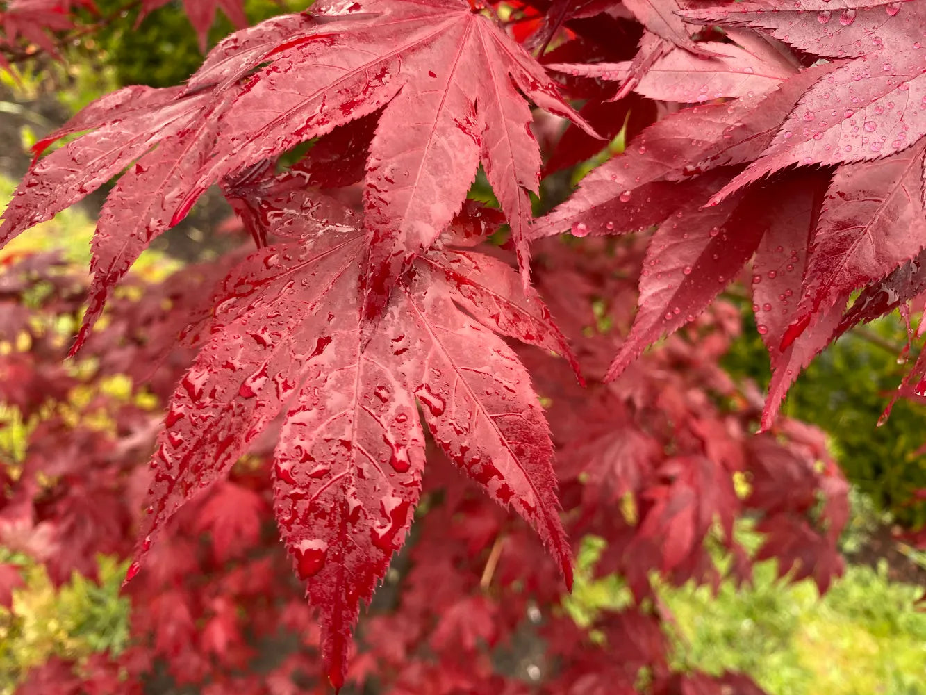 Acer palmatum Okagami