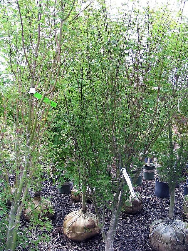 Acer palmatum Okushimo