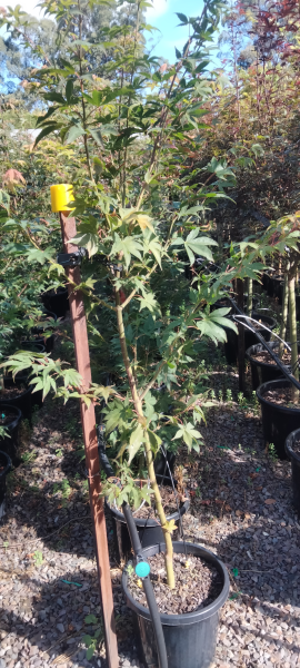 Acer palmatum Osakazuki