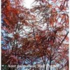 Acer palmatum Red Pygmy