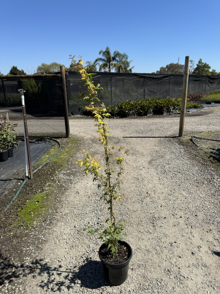 Acer palmatum Sango Kaku