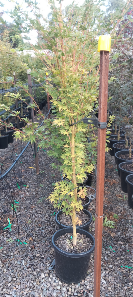 Acer palmatum Sango Kaku
