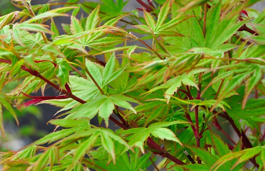 Acer palmatum Senkaki