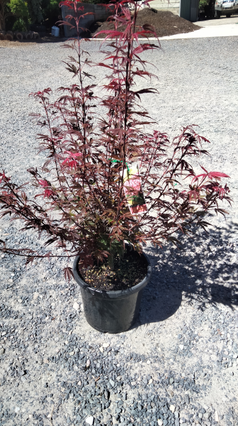 Acer palmatum 'Shaina'