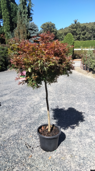 Acer palmatum 'Shaina'