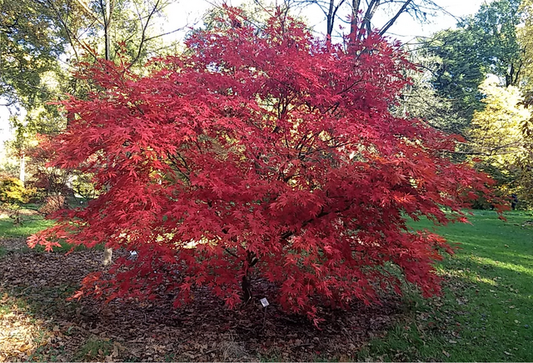 Acer palmatum Suminagashi