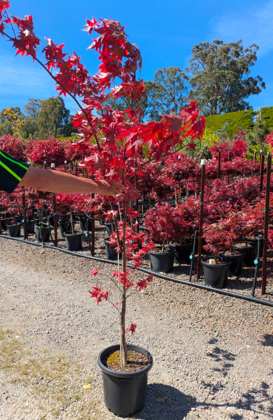 Acer palmatum Wallies