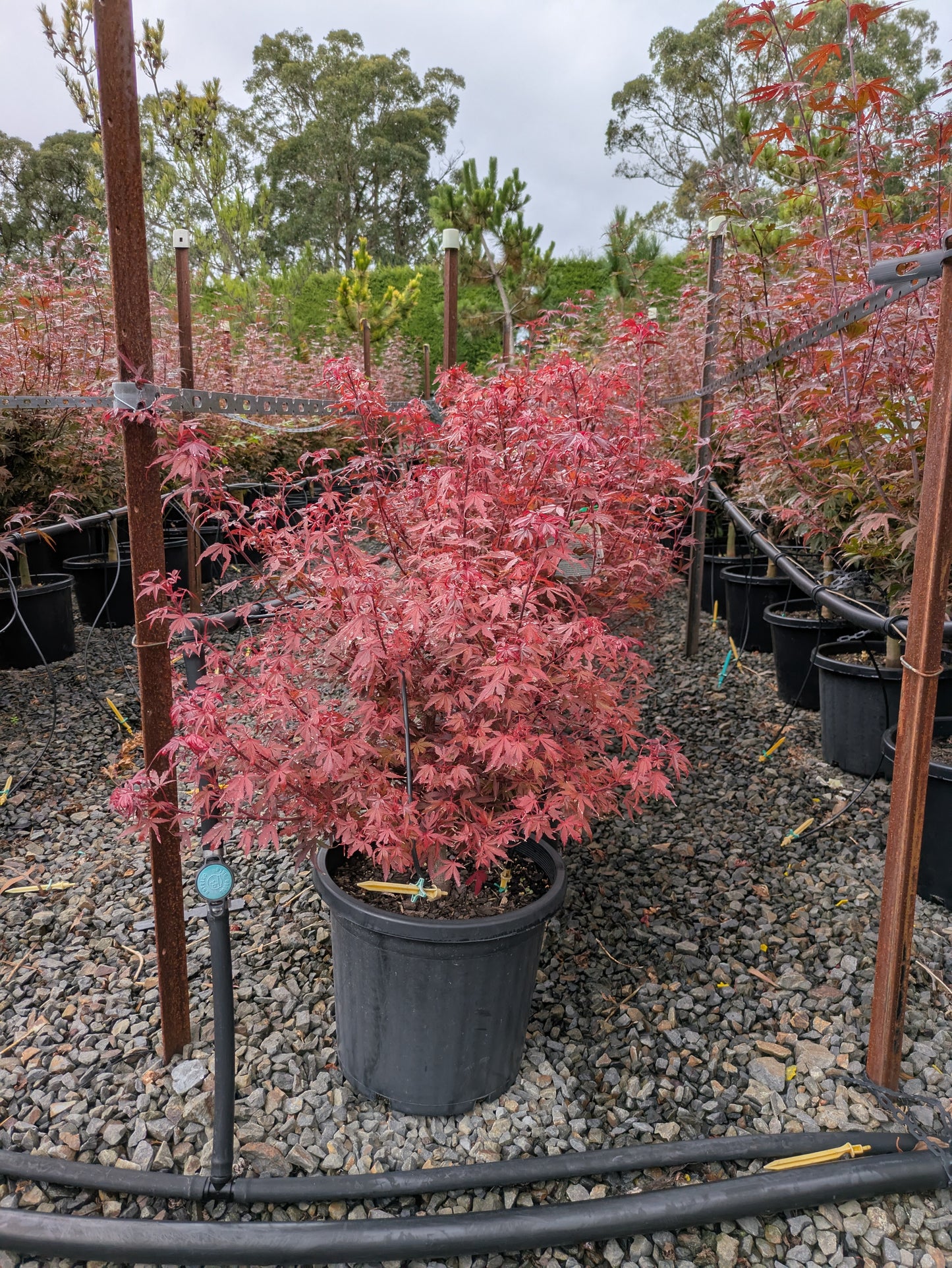 Acer palmatum 'Shaina'