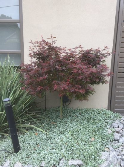 Acer palmatum 'Shaina'