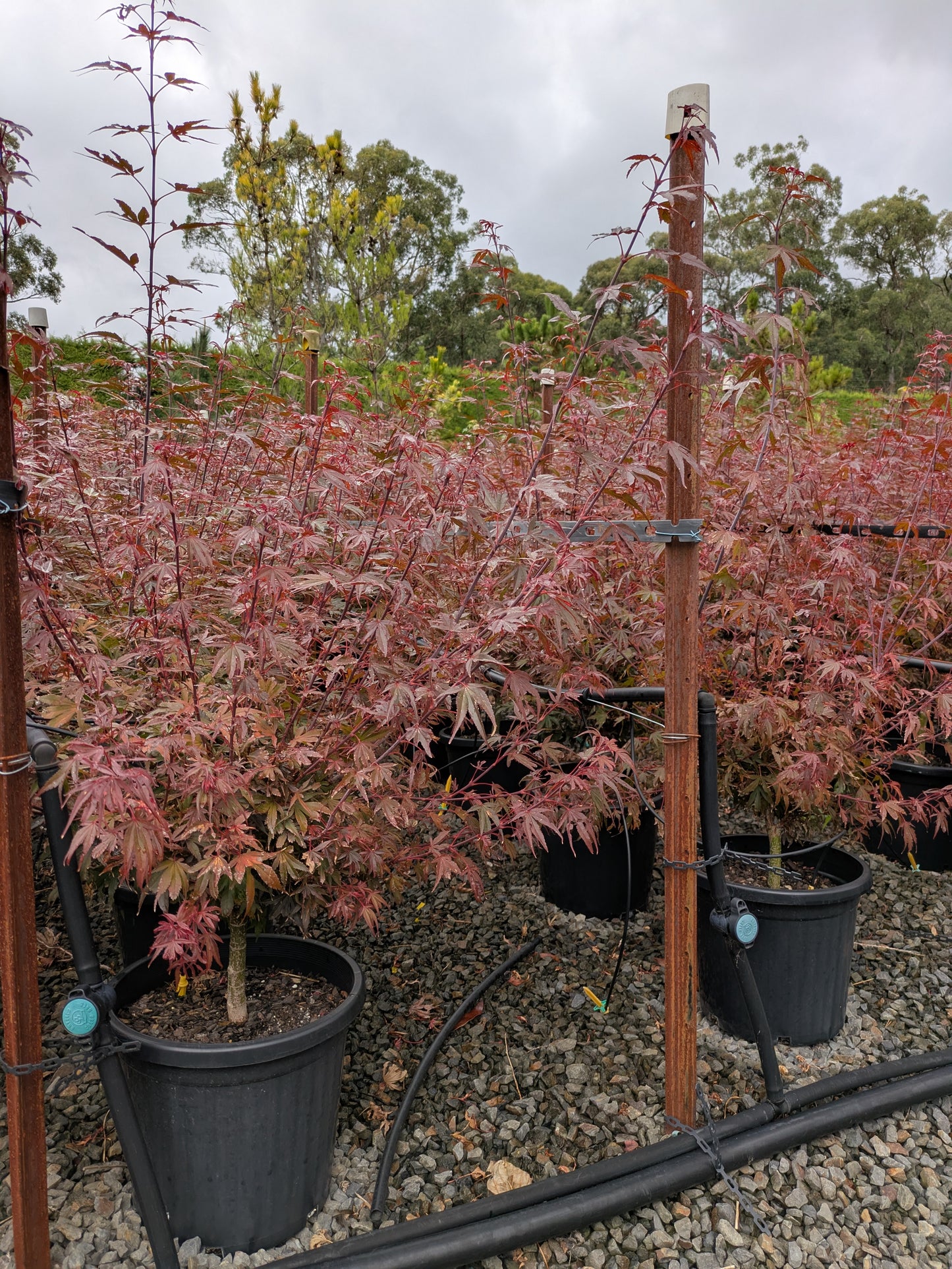 Acer palmatum 'Shaina'