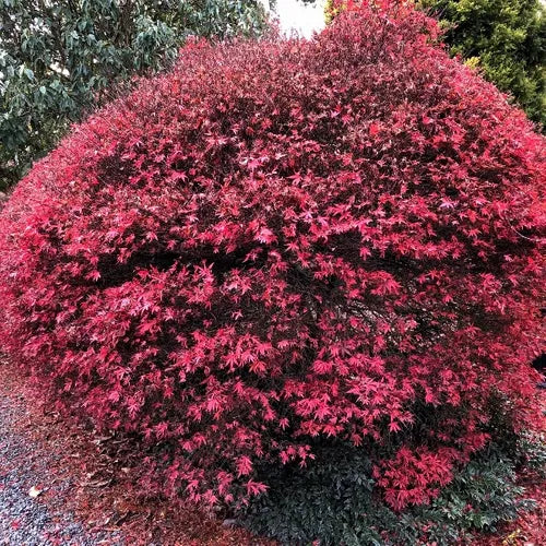the plant broker