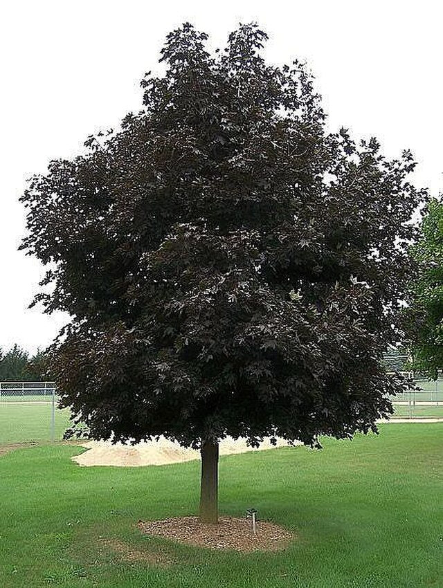 Acer platanoides Crimson King