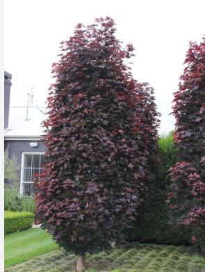 Acer platanoides Crimson Sentry