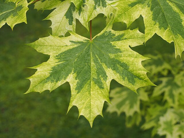 Acer platanoides Drummondii