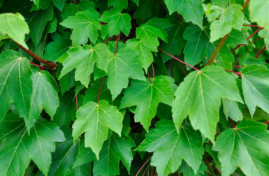 Acer rubrum Autumn Red