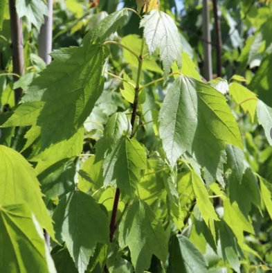 Acer rubrum 'Scanlon'