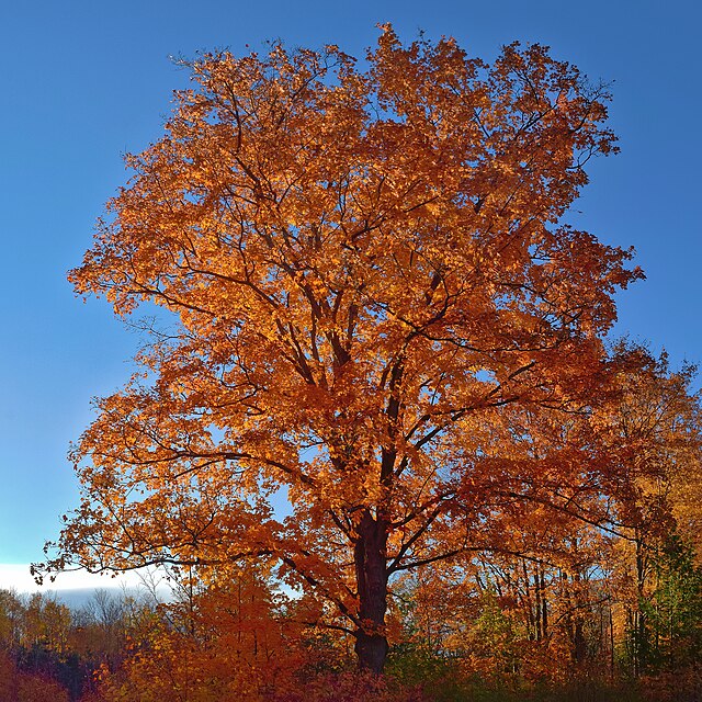 Acer saccharum Sugar Maple