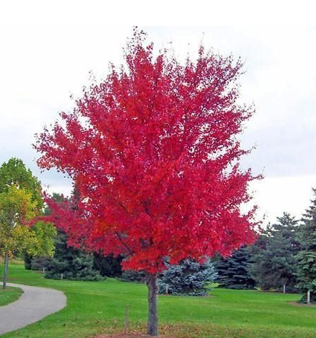 Acer x. freemanii (Jeffersred) Autumn blaze