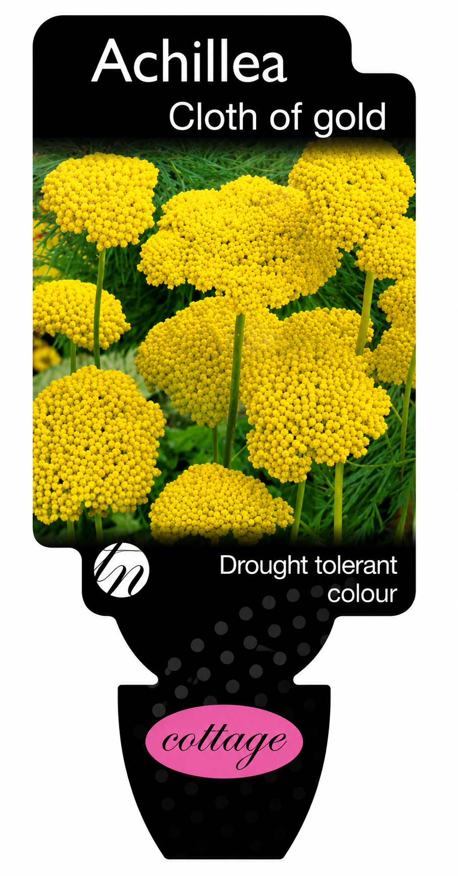 Achillea fillipendulina Cloth of Gold