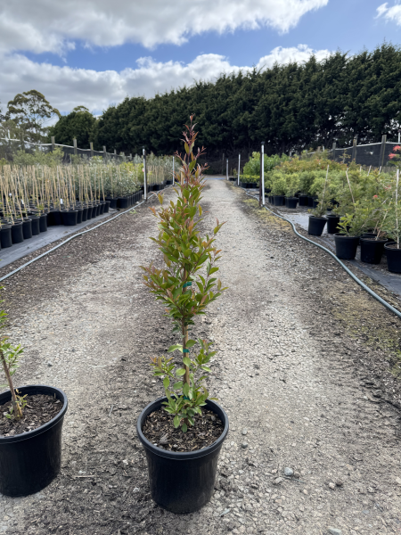 the plant broker