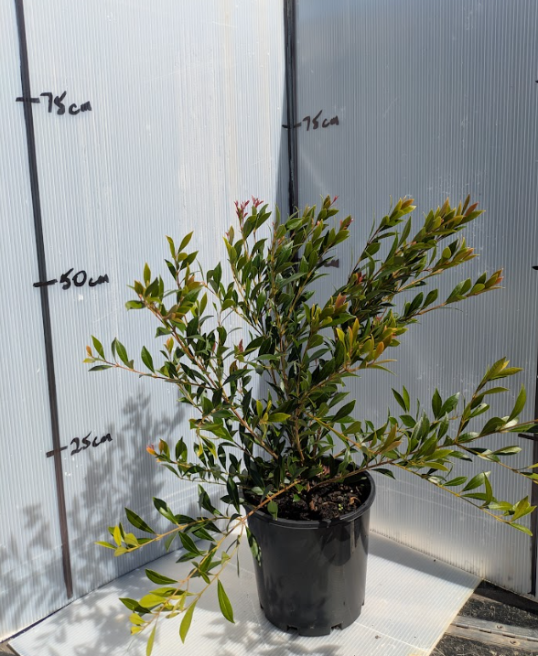 the plant broker