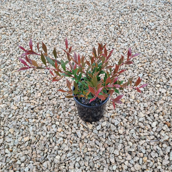 Acmena smithii Forest Flame