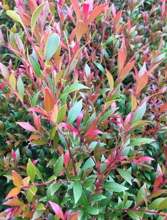 Acmena smithii Forest Flame