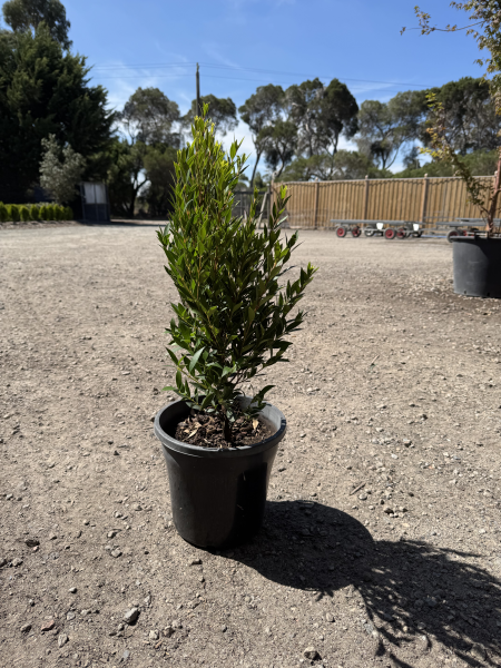 the plant broker