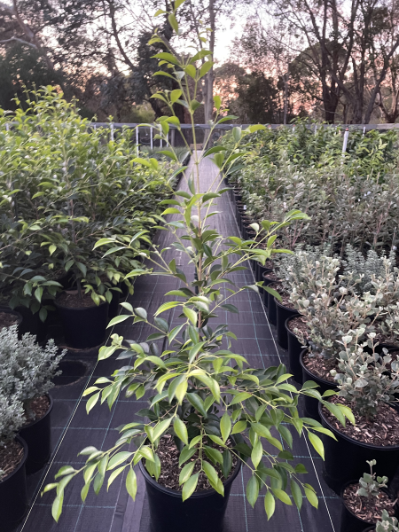 Acmena smithii 'Sublime' pbr
