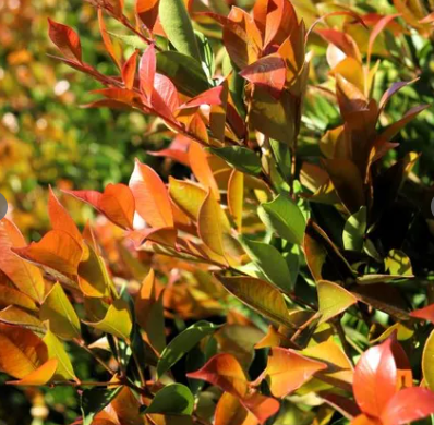 Acmena smithii 'Firescreen' pbr