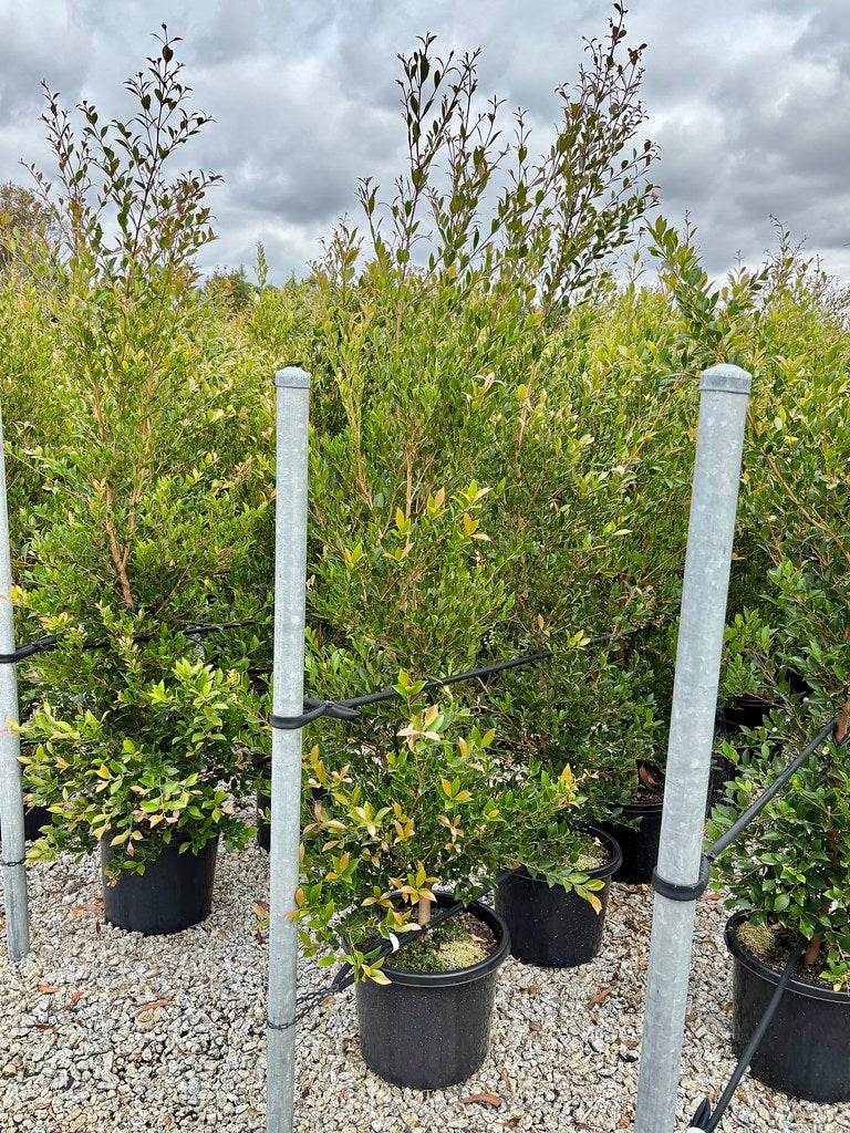Acmena smithii 'Green Screen'