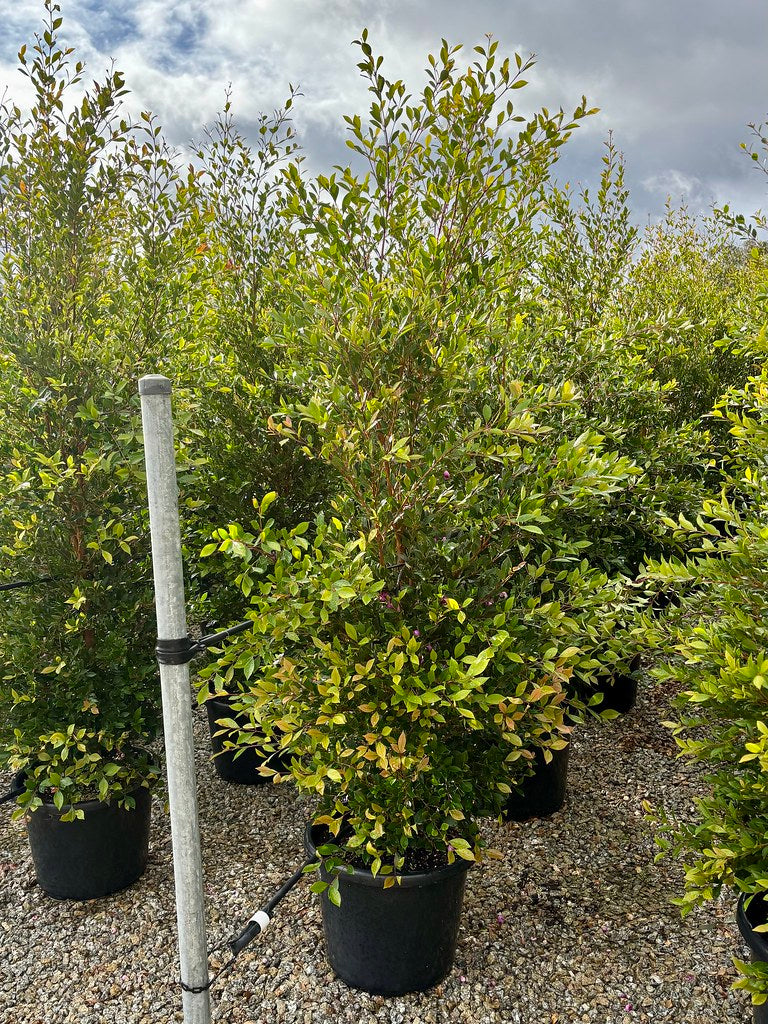 Acmena smithii 'Green Screen'