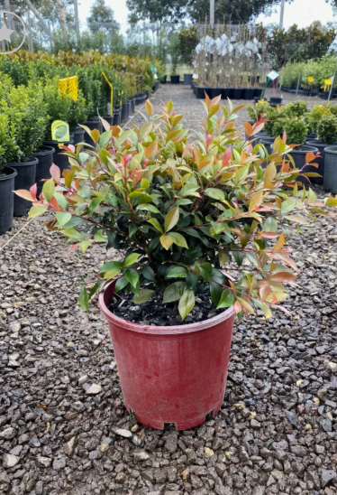 Acmena smithii minor Allyn Magic