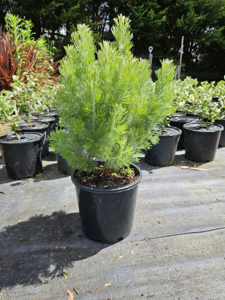 Adenanthos sericeus