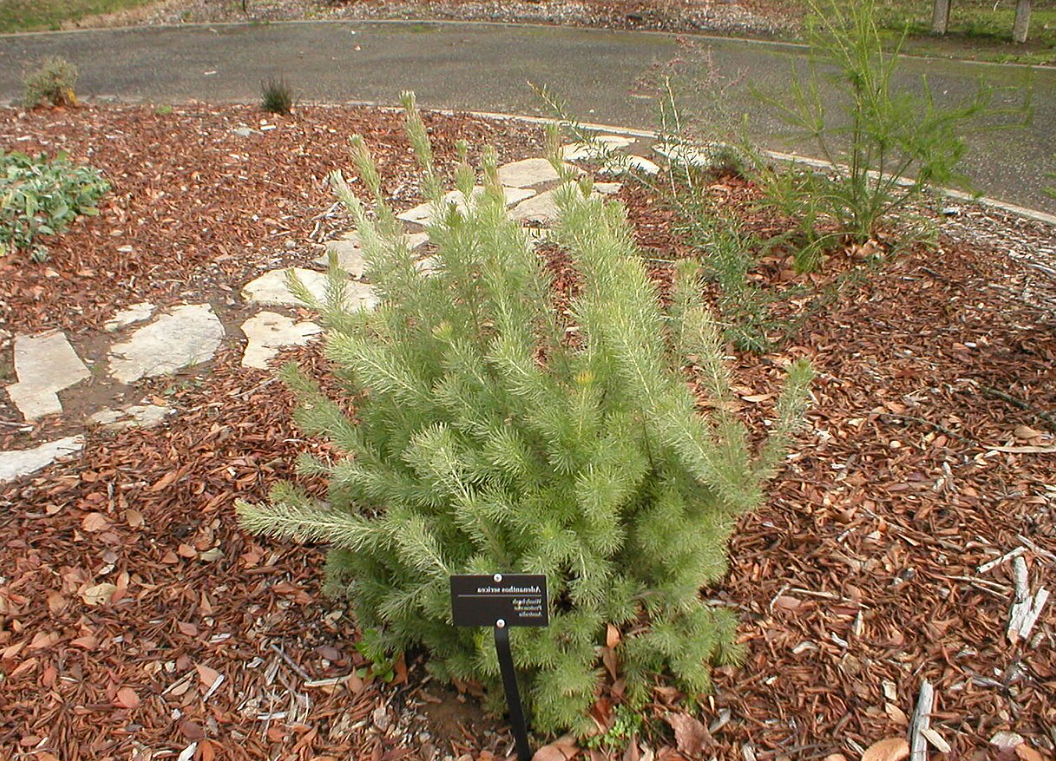 Adenanthos sericeus