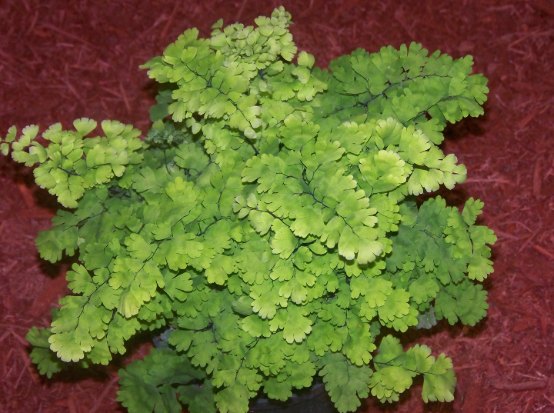 Adiantum raddianum Pacific Maid