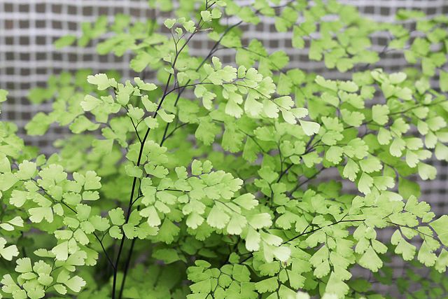 Adiantum raddianum fragrans