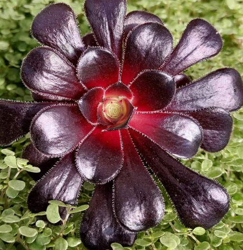 Aeonium arboreum ‘schwarzkopf’