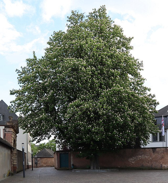 Aesculus hippocastanum