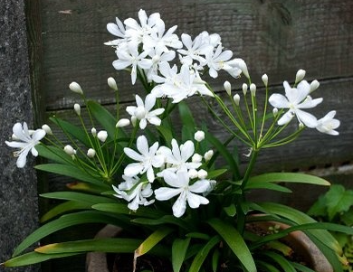 Agapanthus Agapetite