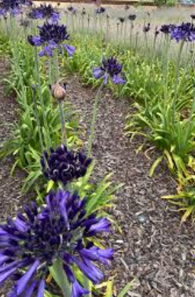 Agapanthus Black Pantha
