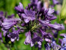 Agapanthus Poppin Purple