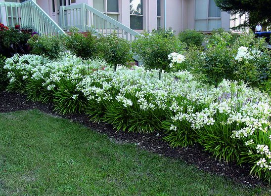 Agapanthus praecox orientalis 'Snowball'