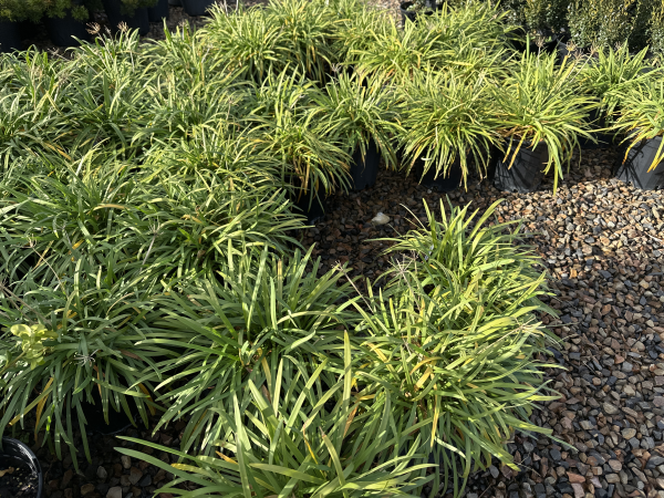 Agapanthus Streamline